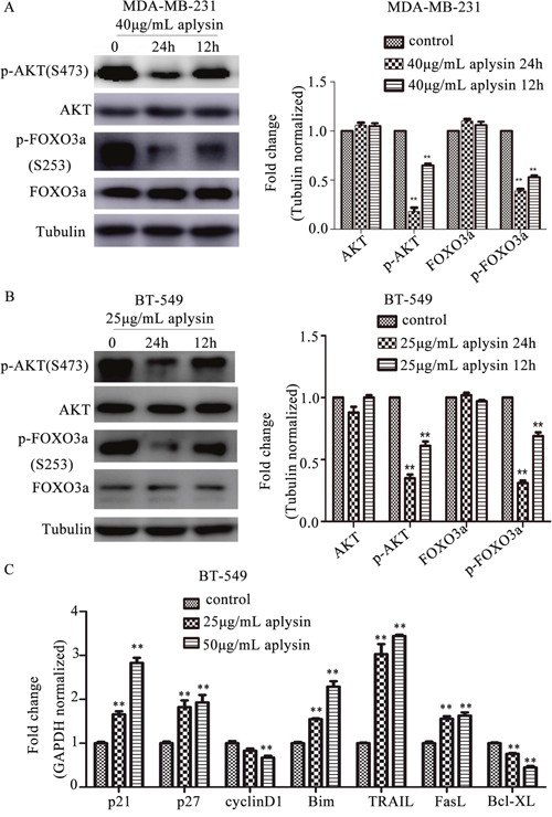 Aplysin inhibited breast cancer in vitro through suppressing PI3K/AKT/FOXO3a pathway.