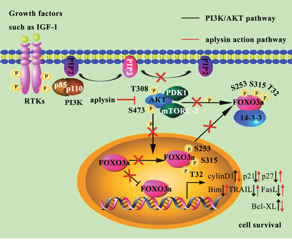 Molecular mechanisms underlying the anticancer effects of aplysin in regulating human breast cancer growth.