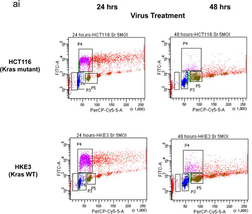 Figure 2ai: Flow cytometric analysis of HCT116 and Hke3 at 24 and 48 hours of treatment.