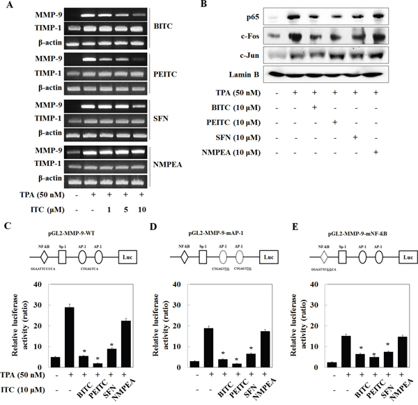 Isothiocyanates inhibit the activity of AP-1 and NF-&#x03BA;B in the MMP-9 promoter in U2OS cells.