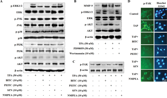 Isothiocyanates inhibit phosphorylation of ERK, Akt, and FAK in U2OS cells.