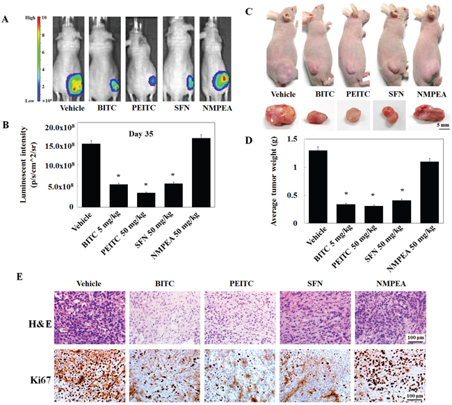 Isothiocyanates inhibit tumor growth in a phoenix A-transfected A549 cell xenograft mouse model.