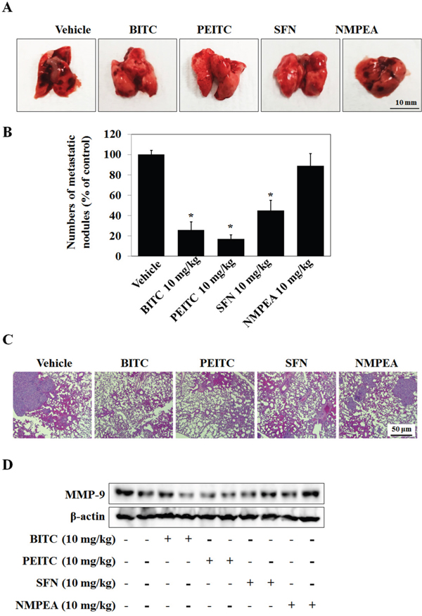 Isothiocyanates inhibit tumor metastasis in an A549 xenograft mouse model.