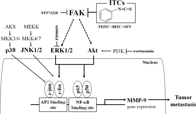 Schematic model for suppression of MMP-9 activity/expression by isothiocyanates.