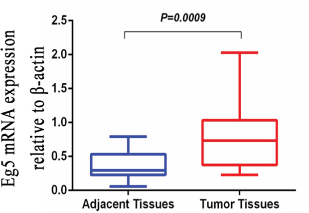 Quantitative real-time polymerase chain reaction (qRT-PCR) was employed to detect Eg5 mRNA expression levels in BC tissues and compared with corresponding non-cancerous tissues.