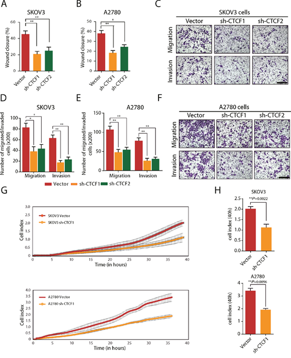 CTCF knockdown inhibits the migration and invasion of ovarian cancer cells in vitro.