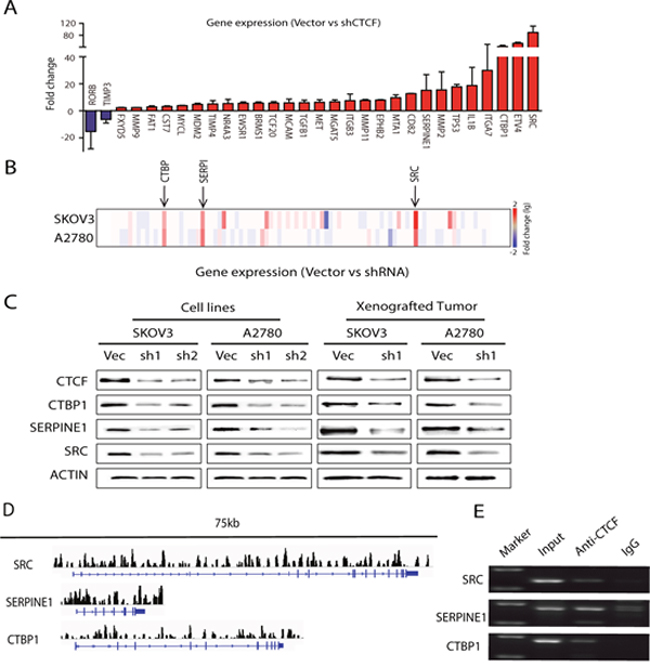 CTCF regulates the majority of the analyzed metastasis-associated genes in ovarian cancer.