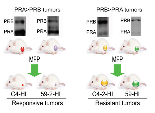 Tumors from the MPA-induced breast cancer model used in this study.