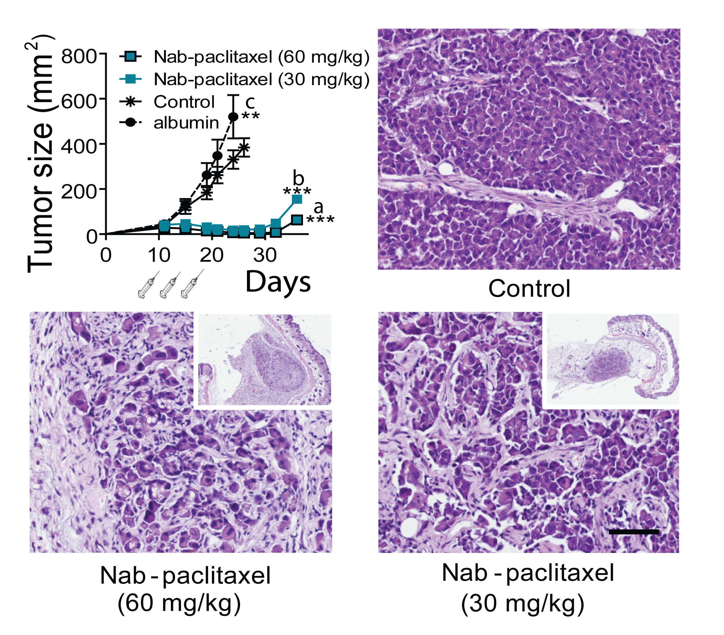 Effect of Nab-paclitaxel on tumor growth.