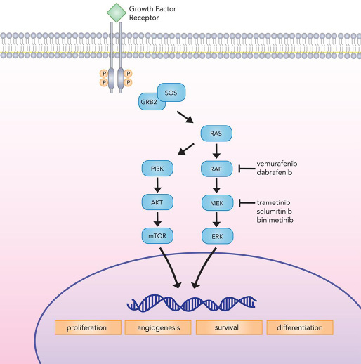 Canonical MAP kinase signaling mediates critical cellular processes implicated in proliferation, differentiation, survival, and angiogenesis.