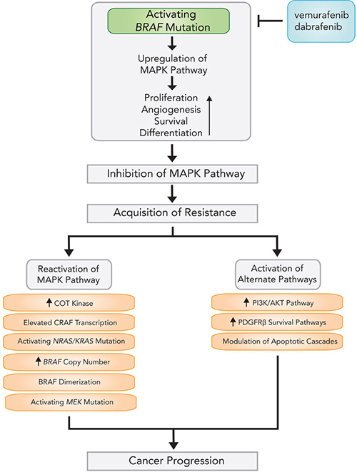 Mechanisms and pathways of acquired resistance following BRAF inhibitor therapy.