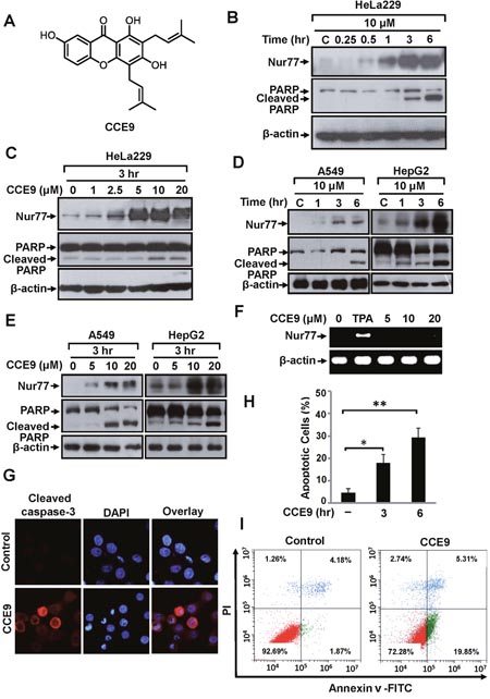 CCE9 induces Nur77 expression and apoptosis.