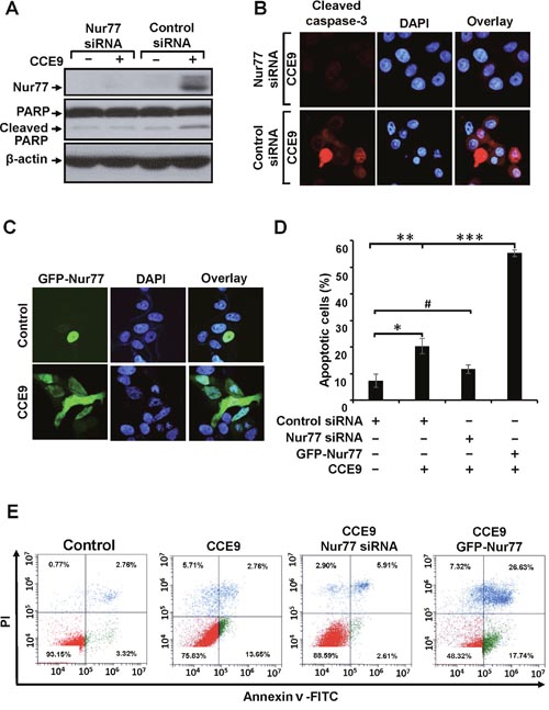 Role of Nur77 in CCE9 induced apoptosis.