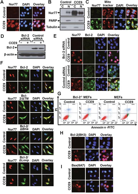 CCE9 induces Nur77 mitochondrial targeting, Bcl-2 colocalization, and Bcl-2 conformational change.