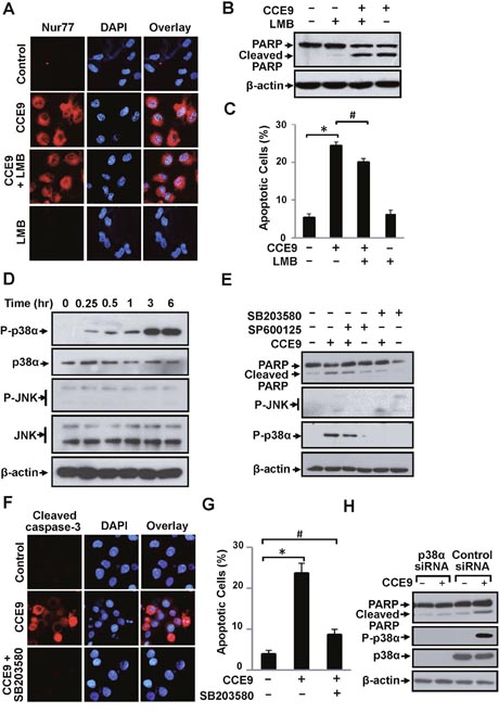 p38&#x03B1; MAPK activation by CCE9 is required for apoptosis and Nur77 expression.