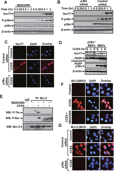 p38&#x03B1; MAPK activation by CCE9 promotes Nur77 expression, Bcl-2 phosphorylation and Bcl-2 conformational change.