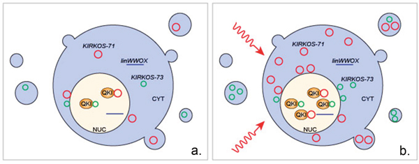 Overview of the proposed intercellular and extracellular response of circRNAs KIRKOS-71 and KIRKOS-73 as well as the QKI isoform 5 protein to irradiation exposure.