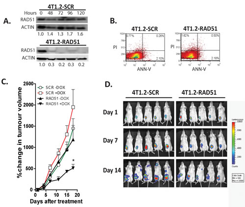 Depletion of RAD51 inhibits tumor growth and metastatic progression in a syngeneic murine breast cancer model.