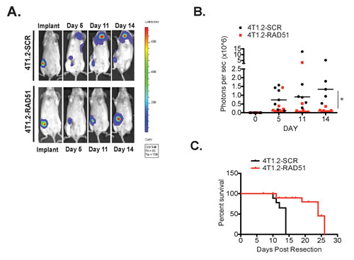 RAD51 supports metastatic burden in vivo.