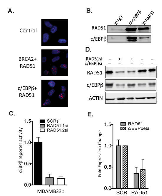 RAD51 forms a complex with the transcription factor c/EBP&#x3b2;.