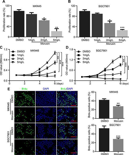 Morusin inhibits gastric cancer cell growth and proliferation.