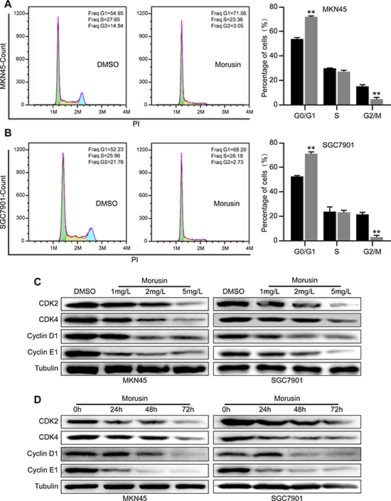 Morusin inhibits cell growth by inducing cell cycle arrest at the G1 phase.