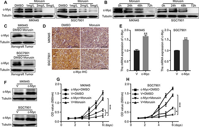 c-Myc is required for morusin-induced inhibition of proliferation in gastric cancer cells.