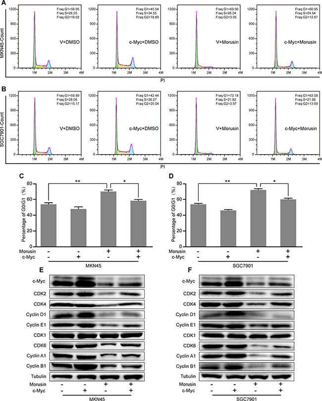 Overexpressing c-Myc rescues morusin-induced cell cycle arrest in gastric cancer cells.