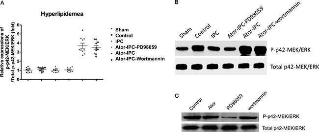 Phosphorylation of P42 MAPK/ERK is upregulated with the atorvastatin treatments after IPC.