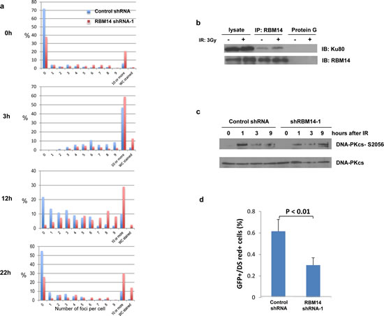 RBM14 knockdown affects repair efficiency.