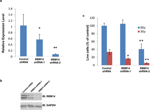 Effects of RBM14 knockdown on clonogenic survival of GBM spheres.