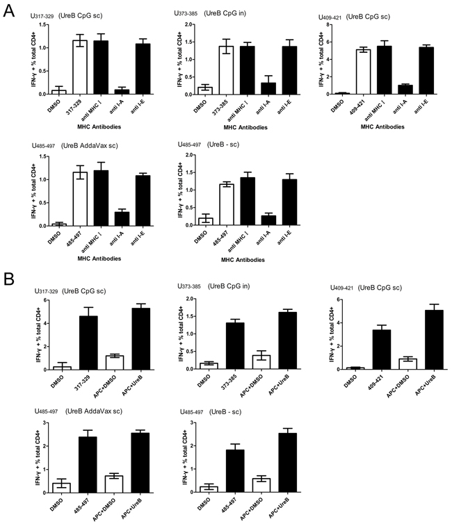 MHC restriction and natural processing and presentation of immunodominant epitopes.