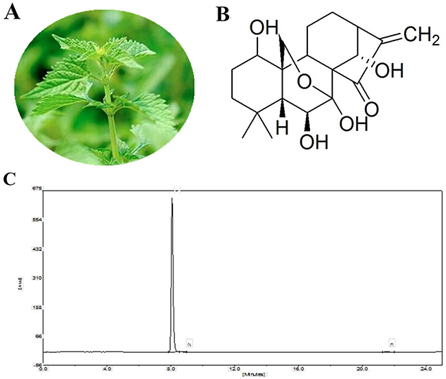 Figure 1: