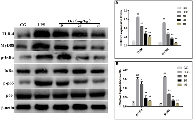 Effects of Ori onTLR4-mediated activation of the NF-&#x03BA;B signalling pathway in ALI.