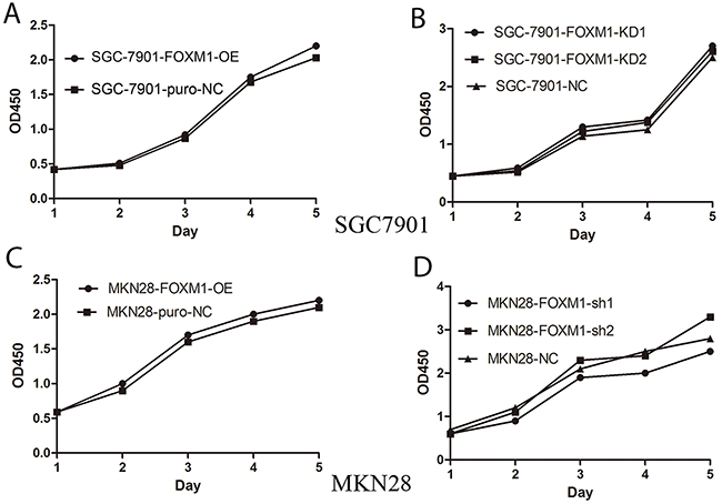 No effects of FOXM1 on proliferation of gastric cancer SGC7901 and MKN28 cells.
