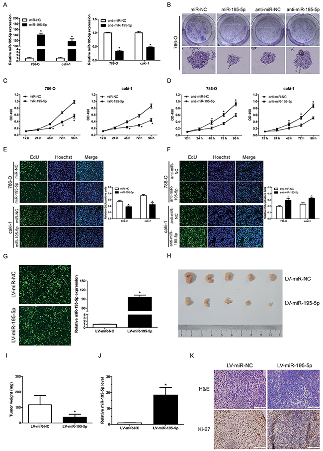 miR-195-5p suppressed RCC cell growth in vitro and xenograft tumor growth in vivo.
