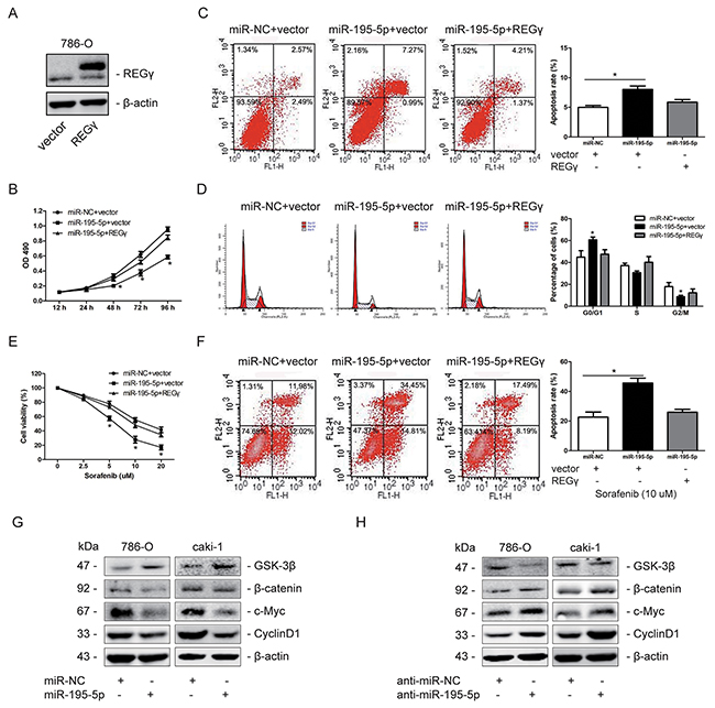 Restoration of REG&#x03B3; markedly abolished the effects of miR-195-5p in RCC.