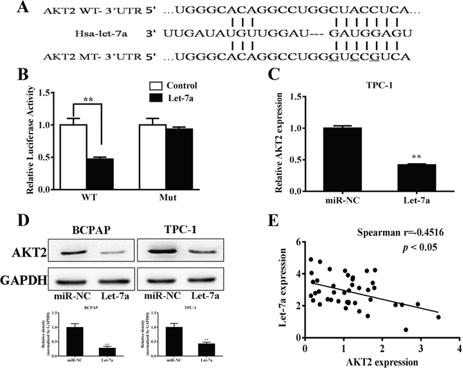 AKT2 was a direct target of let-7a.