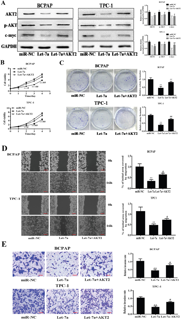 Forced expression of AKT2 reverses let-7a-suppressed cell proliferation, colony formation, migration and invasion.