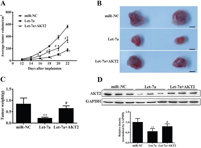 Let-7a suppresses tumor growth.