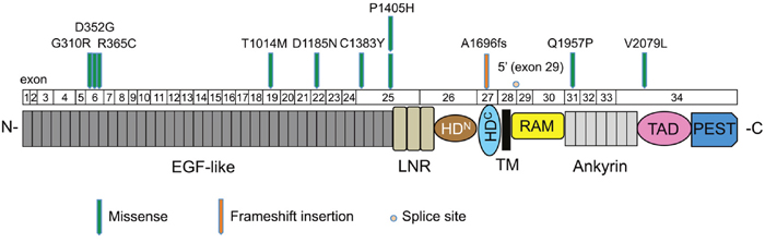 Mutation distribution in the exons and functional domains of NOTCH1.