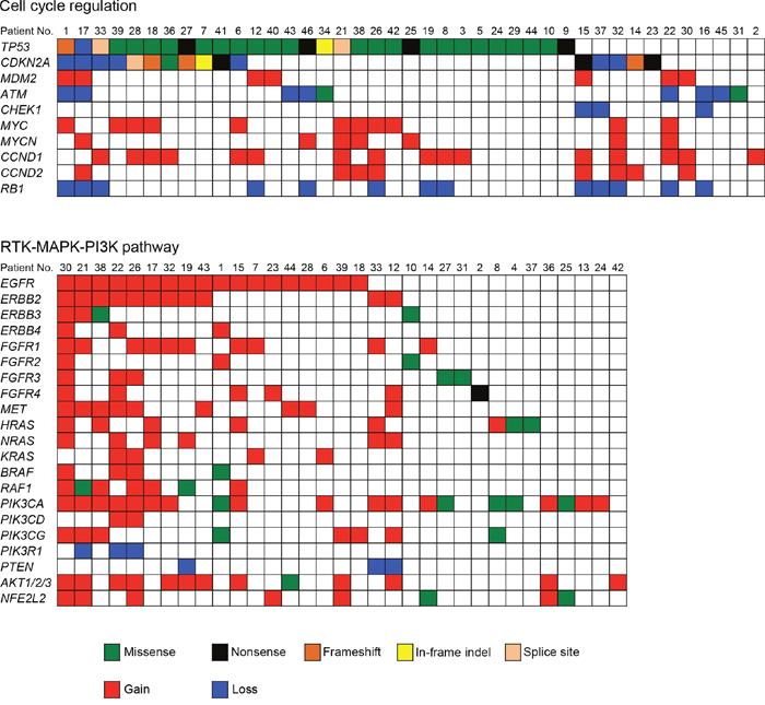 Genetic alterations identified by the sequencing of 409 cancer-related genes across 47 OSCCs impact cell cycle regulation and the RTK-MAPK-PI3K pathways.