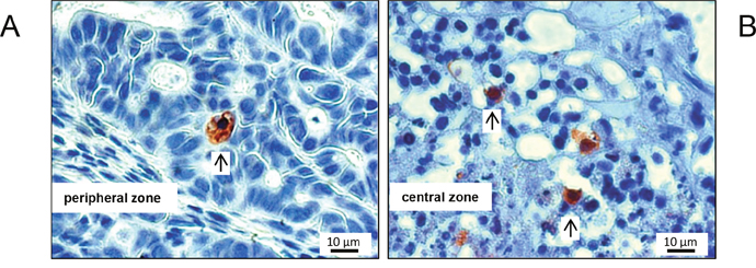 Typical M30 CytoDEATH stains of apoptotic cells, exemplarily shown for a mouse of the control cohort.