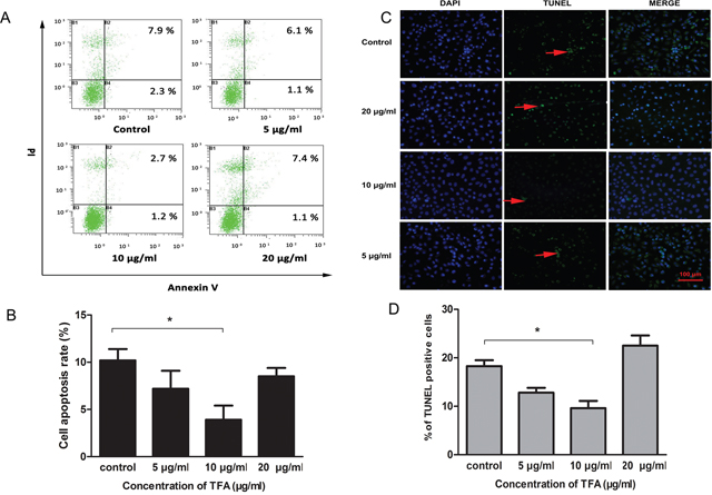 Effect of TFA on HUVECs apoptosis.