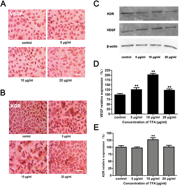 Effect of TFA on VEGF and KDR expression in HUVECs.