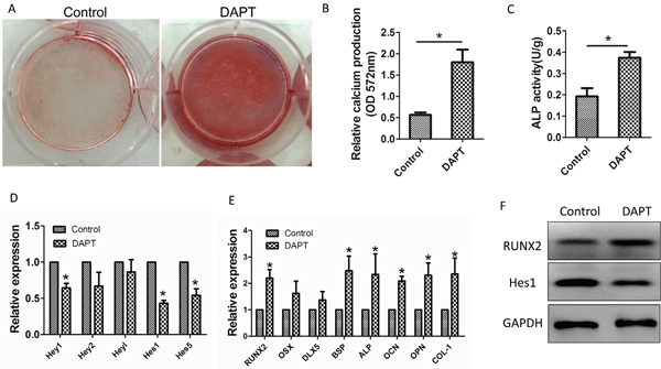 Restored osteogenic differentiation of MM-MSCs by DAPT.