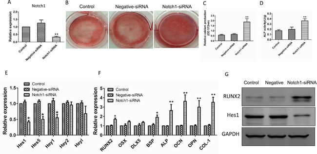 Knockdown of Notch1 expression reverses osteogenic differentiation in MM-MSCs.