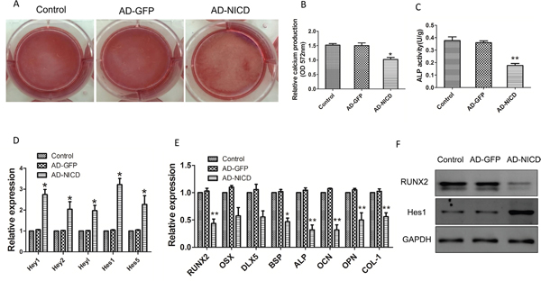 Activation of Notch signaling by NICD overexpression in HC-BMMSCs.