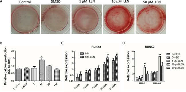 The influence of different concentrations of lenalidomide (LEN) on osteogenic differentiation of MM-MSCs.