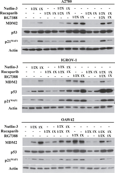 Combination of Nutlin-3/RG7388 with rucaparib increased stabilization of p53 and upregulation of its downstream targets, MDM2 and p21WAF1 compared to rucaparib on its own but not compared to Nutlin-3/RG7388.